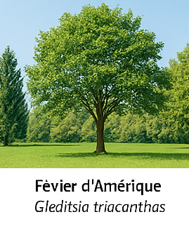 Févier d’Amérique